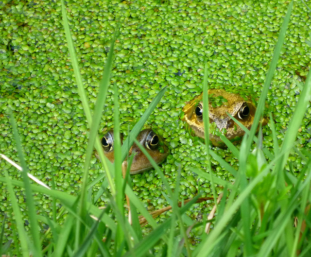 Frog Watch