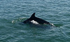Dolphins at the Estuary of River Sado (2)