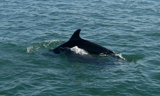 Dolphins at the Estuary of River Sado (2)