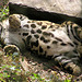 Clouded leopard Darjeeling