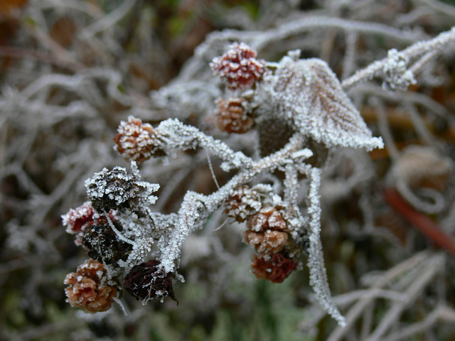 frostige Zierde