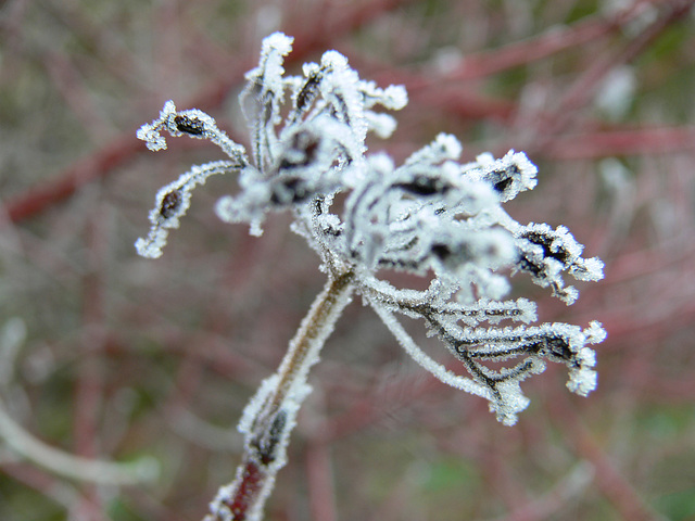 frostige Zierde