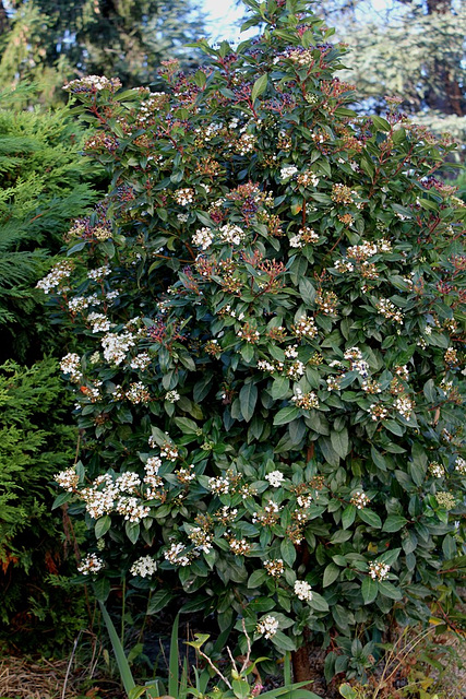 Viburnum tinus