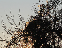 lumière du matin dans un cerisier (5)