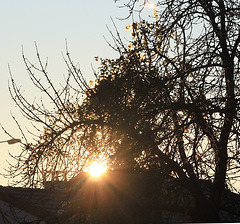 lumière du matin dans un cerisier