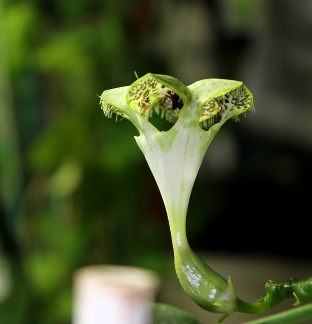 Ceropegia sandersonii