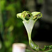 Ceropegia sandersonii