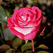 rose givrée - la der (2)