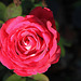 rose givrée - la der (3)
