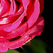 rose givrée - la der (4)