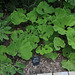 Pour l'amour de Tongariro -Petasites japonicus giganteus)