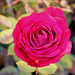 rose givrée - la der (6)