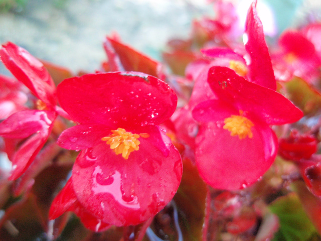 bégonias P9143318