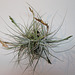 tillandsia schiedeana PB263879