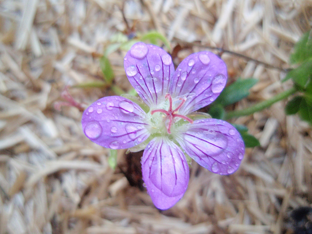 géranium 'fay anna' P9143327