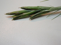 tillandsia schiedeana PB263880