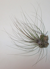 tillandsia juncifolia, juncea PB263883-1