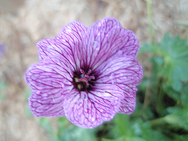 géranium cinéréum 'laurence flatman' P9143329