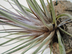 tillandsia juncifolia, juncea PB263884