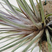 tillandsia juncifolia, juncea PB263884