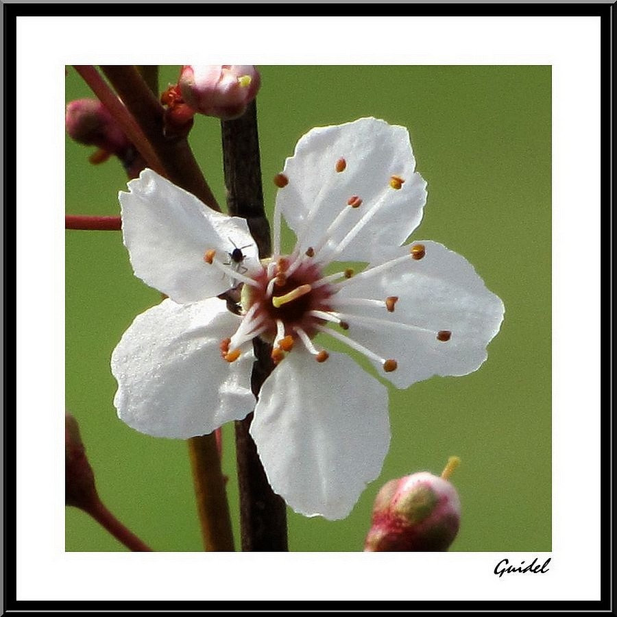 Souvenir du Printemps