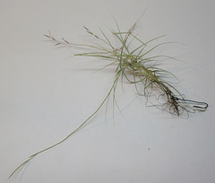 tillandsia coerulea PB263886-1