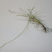 tillandsia coerulea PB263886-1