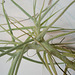 tillandsia coerulea PB263887