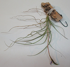 tillandsia baileyi PB263889-1