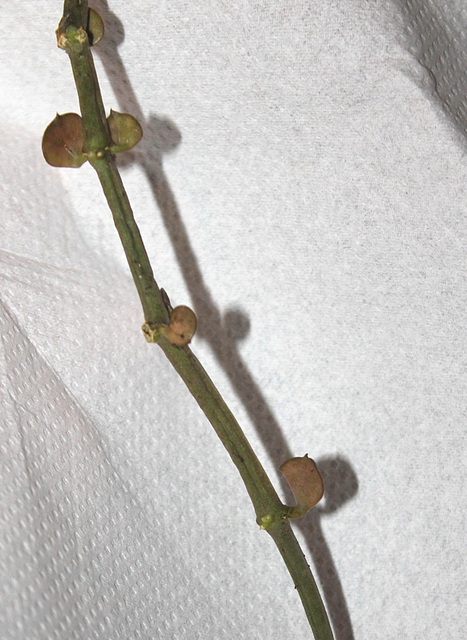 Ceropegia radicans