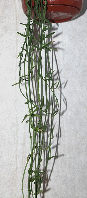 Ceropegia linearis ssp linearis