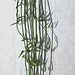 Ceropegia linearis ssp linearis