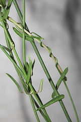 Ceropegia linearis ssp linearis