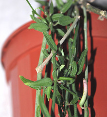 Ceropegia linearis ssp linearis