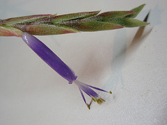 tillandsia baileyi PB263890