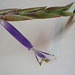 tillandsia baileyi PB263890