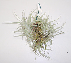 tillandsia albida PB263893-1