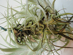 tillandsia albida PB263894