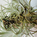 tillandsia albida PB263894