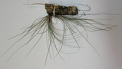 tillandsia -claitophylla- PB263897-1