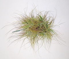 tillandsia -schiedeana- PB263899-1