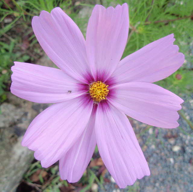 cosmos bipinnatus P9143345-2