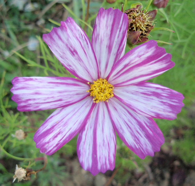 cosmos bipinnatus P9143346-2