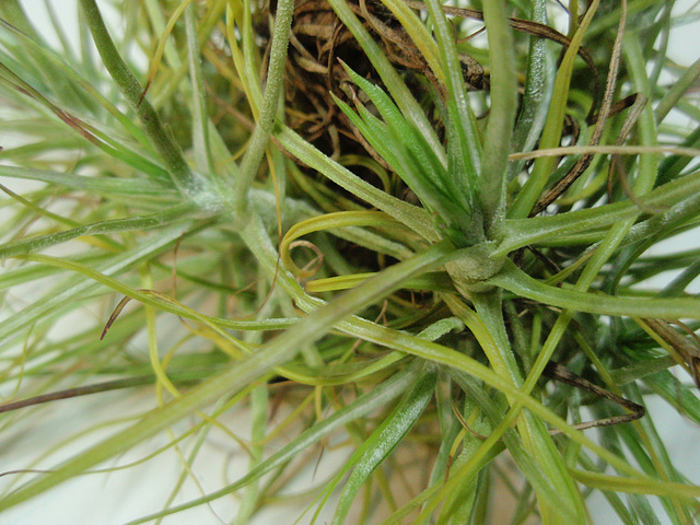 tillandsia -schiedeana- PB263900