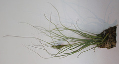 tillandsia balbisiana PB263902-1