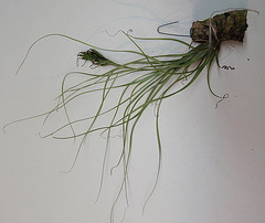 tillandsia balbisiana PB263903-1