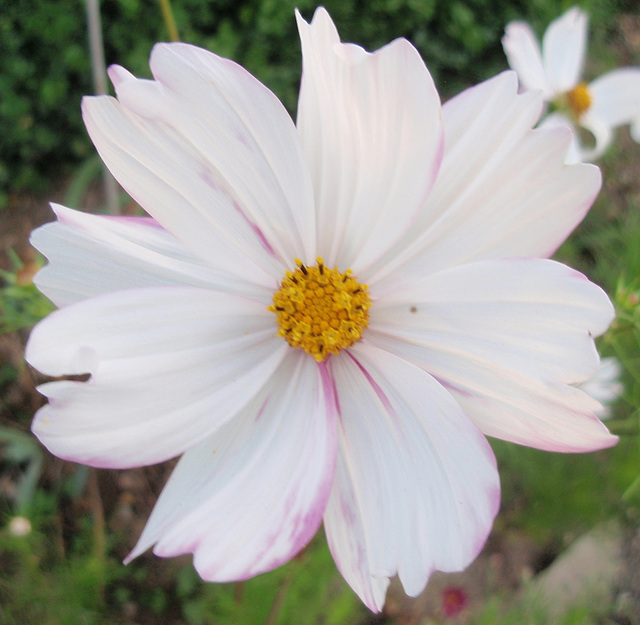 cosmos bipinnatus P9143348-2