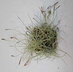 tillandsia recurvata PB263905-1