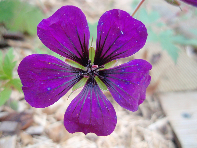 géranium 'anne thompson' P9143350