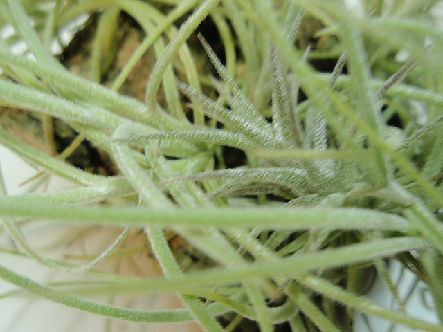 tillandsia recurvata PB263906